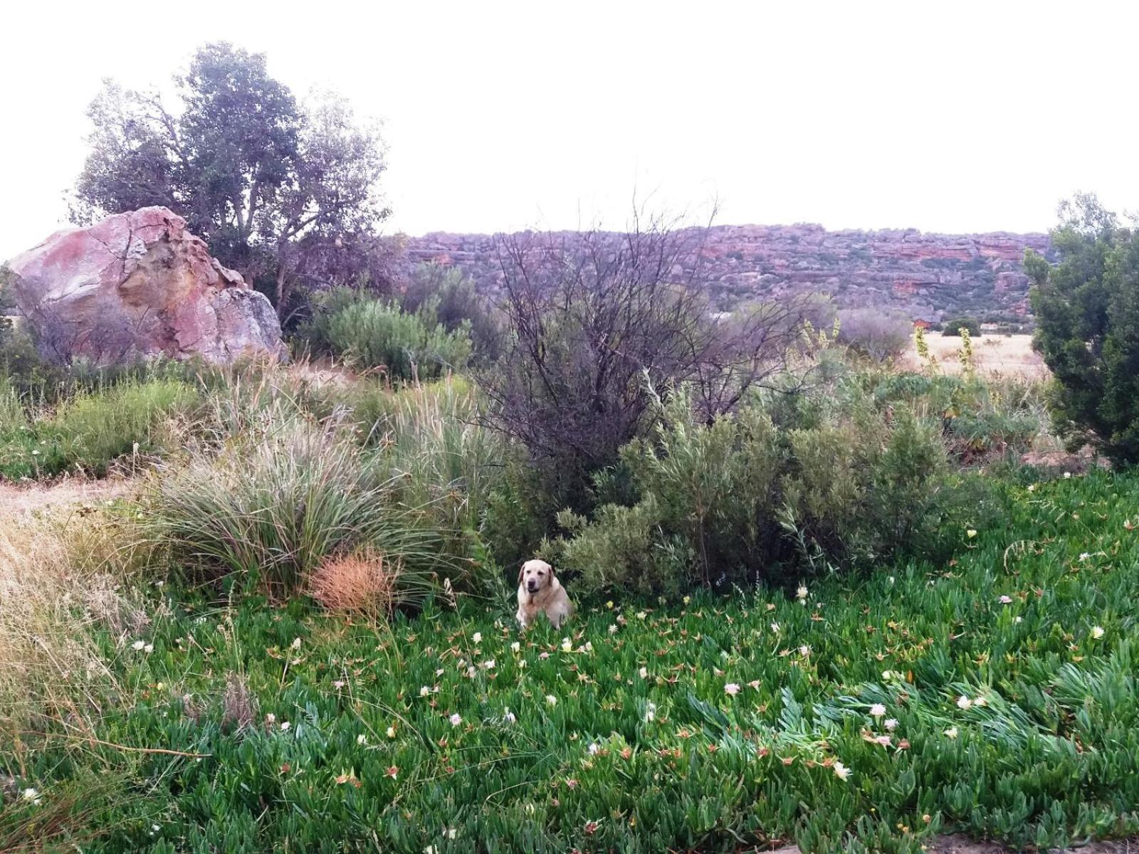Alpha Excelsior Guest Farm Villa Clanwilliam Bilik gambar